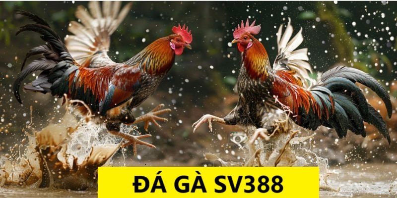 Đá gà SV388